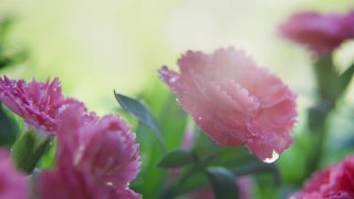 美丽的康乃馨在日出视频素材模板下载