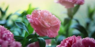 粉红康乃馨花在早晨的时间