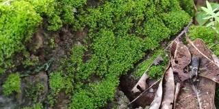 美丽的绿色藻类生长在石头的特写镜头