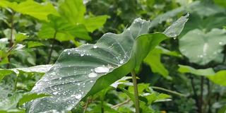 美丽的热带降雨在松果树叶上