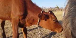 棕红色的大奶牛吃干燥脱水的干草，草坪，草地，在炎热的夏天，阳光灿烂的日子，农村农场。牛的特写镜头。公山羊的脸看着镜头。农业干旱