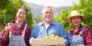 4K两个亚洲女人与高级男子农场主家庭一起在橘子园工作