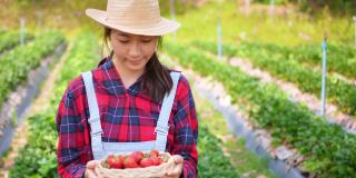 4K亚洲女农民肖像工作有机草莓农场