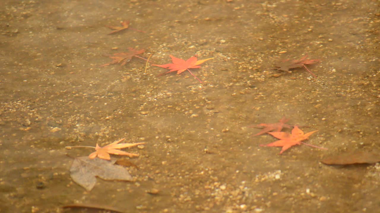 固定:枫叶的落叶在清澈的溪水底部
