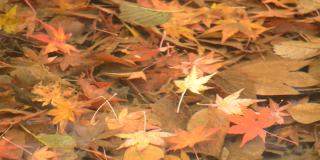 固定:枫叶的落叶在清澈的溪水底部
