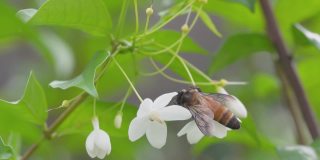 蜜蜂在白花上采集花粉，蜜蜂从花上采集花蜜的慢动作