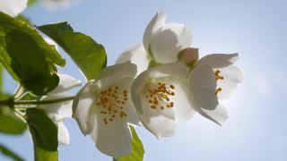 特写树枝与美丽的雪白茉莉花在蓝天和阳光的背景。盛开的茉莉花分支。植物、细节、自然视频素材模板下载