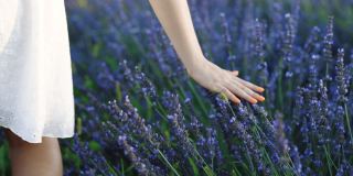 年轻女子的手温柔地触摸薰衣草花，夏日落日慢动作滑回。一大片盛开的薰衣草花。阳光是紫色的植物。芳香疗法
