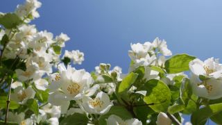 特写树枝与美丽的雪白茉莉花在蓝天的背景。盛开的茉莉花分支。植物、细节、自然视频素材模板下载