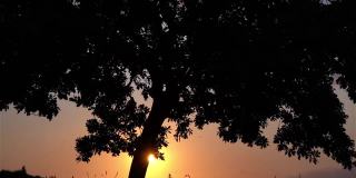 夕阳下的树木剪影