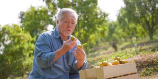 4K快乐的亚洲老年农民看着成熟的有机橙子在橘子园的木箱里