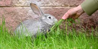 孩子们在绿色的草坪上牵着一只灰色的兔子，喂它吃草。长耳兔。宠物