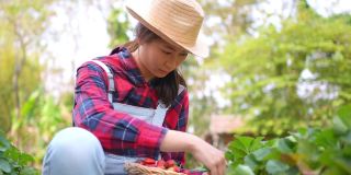 4K亚洲女农民在有机草莓农场工作