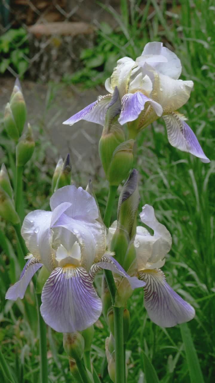 花瓣上有雨滴的紫色鸢尾花，生长在花坛或后院。