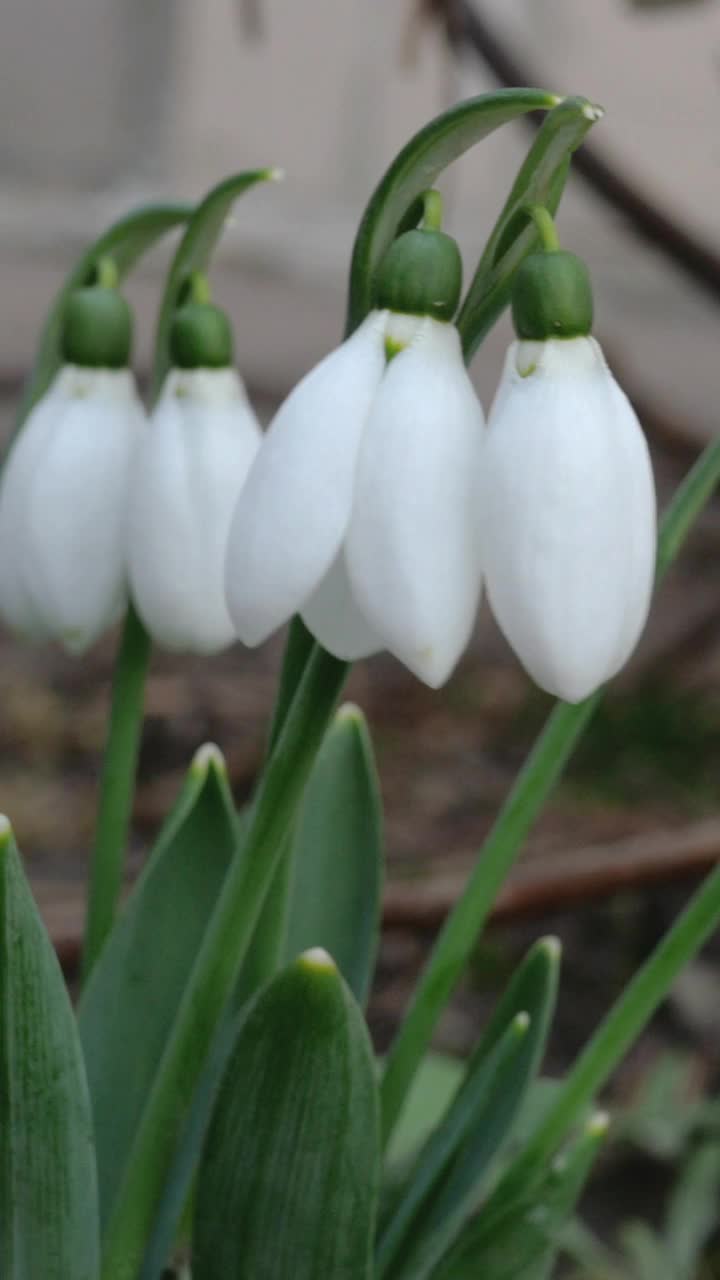 白色的小春花雪花莲或普通雪花莲(雪花莲)。在后院或花园里。早春开花。