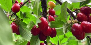 在晴朗的夏天，成熟的山茱萸果实的特写镜头。园艺的概念