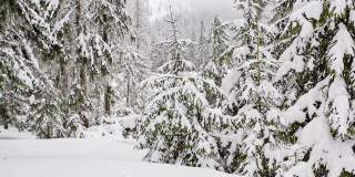 树枝上美丽的绒毛雪。雪从云杉的树枝上美丽地飘落下来。冬天的童话，树在雪里囚禁。冬天下雪的视频
