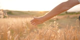 农夫的手紧紧地放在麦田里，触摸着夕阳中金色的小穗