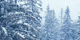 冬天的森林里飘着雪花，圣诞节的早晨飘着软绵绵的雪花。冬天的风景。雪覆盖的树木