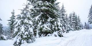 冰雪覆盖的树木构成了美丽的冬季景观。冬天的山。