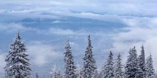 冰雪覆盖的树木构成了美丽的冬季景观。冬天的山。