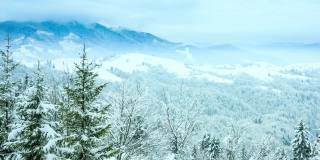 美丽的冬天的风景。云杉森林被冰雪覆盖的冬季景观