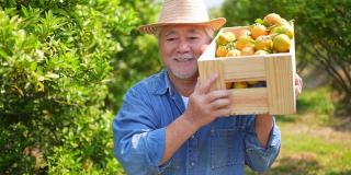 在橘园里，快乐的亚洲老人农民手持成熟的有机橘子的盒子