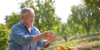 4K快乐的亚洲老年农民看着成熟的有机橙子在橘子园的木箱里