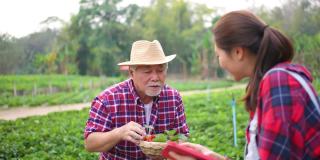 4K年轻的亚洲女人和年长的男人一起在草莓农场工作。