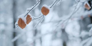 冬天的季节。雪树枝与树叶的特写。树枝覆盖在冬天的雪模糊的雪林背景。冬天的心情。