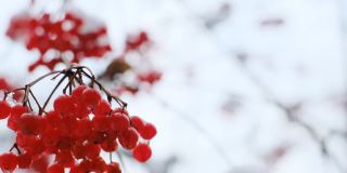 布什荚莲属的植物。有用的植物。荚莲属的植物浆果。冬天花园里的雪里有红色的浆果。荚莲属的植物浆果特写。冬天的浆果。