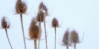 暴风雪。冬天多雪多风的天气。冬天雪地里风中干燥的植物。冬天的季节。