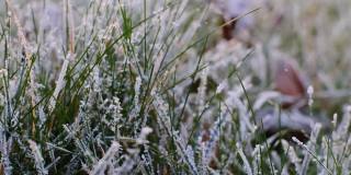 霜对植物。绿草上的雾凇。草上覆盖着霜。寒冷的秋天的天气。严寒的天气。深秋的季节。