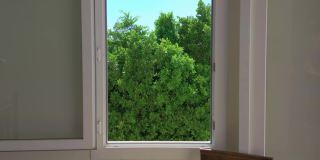 窗外的绿树