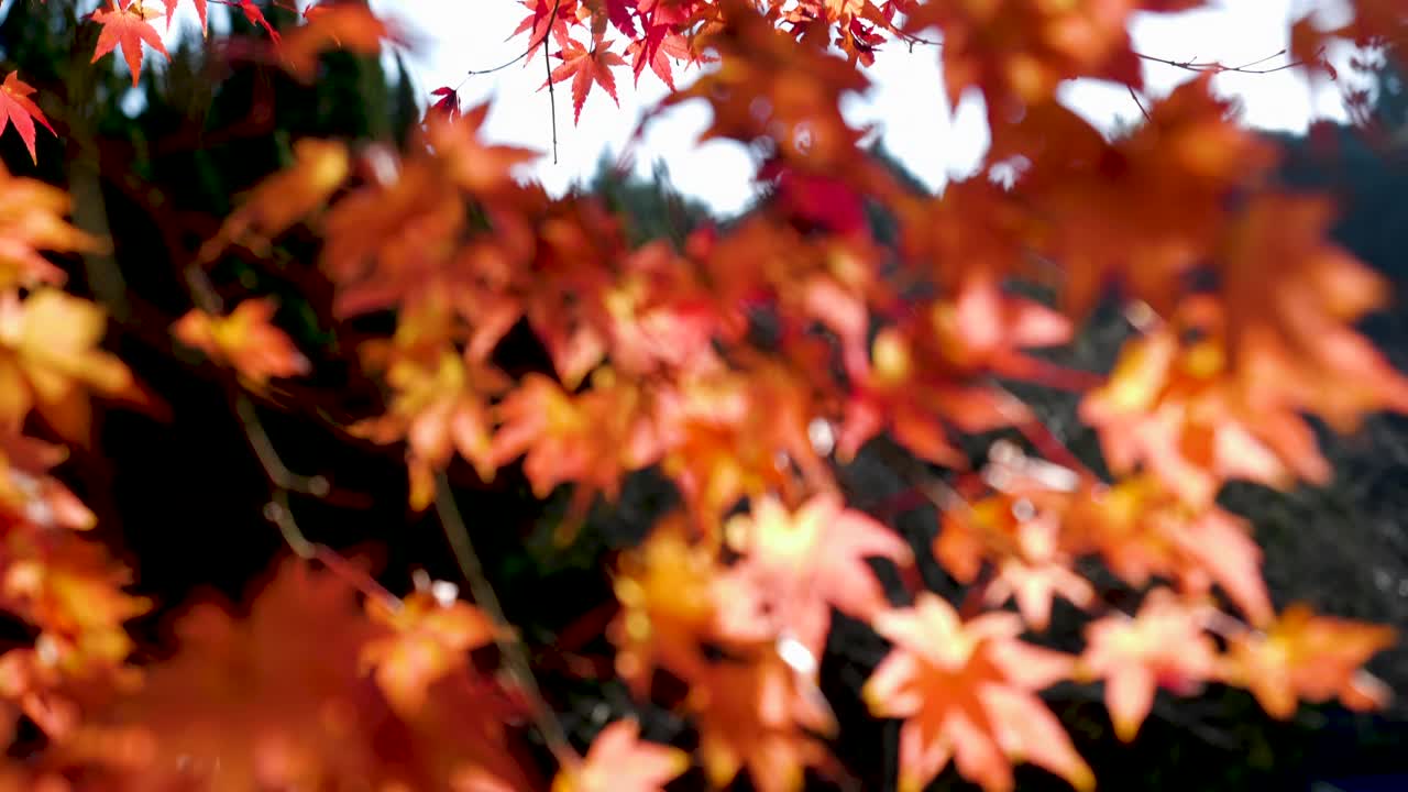 倾斜视频的秋天树叶变红。