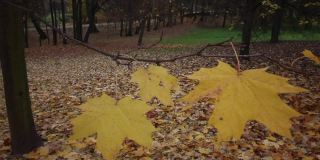 秋天，城市公园里的长椅。风吹着发黄的枫叶。地上铺满了秋叶。特写镜头。