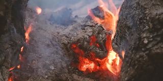 一棵烧焦的树的煤块上的火和烟。森林大火。