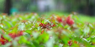 在大雨期间种植火炬树