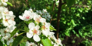 白色的花朵。春天盛开的梨树枝条