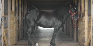 一匹拴着红缰绳的黑马站在马厩里。