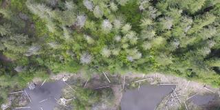 森林斯诺夸尔米隘口华盛顿州无人机鸟瞰图