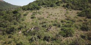 南非野生动物保护区的长颈鹿无人机鸟瞰图