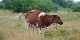 红斑牛在田野的草地上吃草。奶牛在美丽的草地上吃草。农场和农业概念。4 k分辨率的视频。牛撒尿