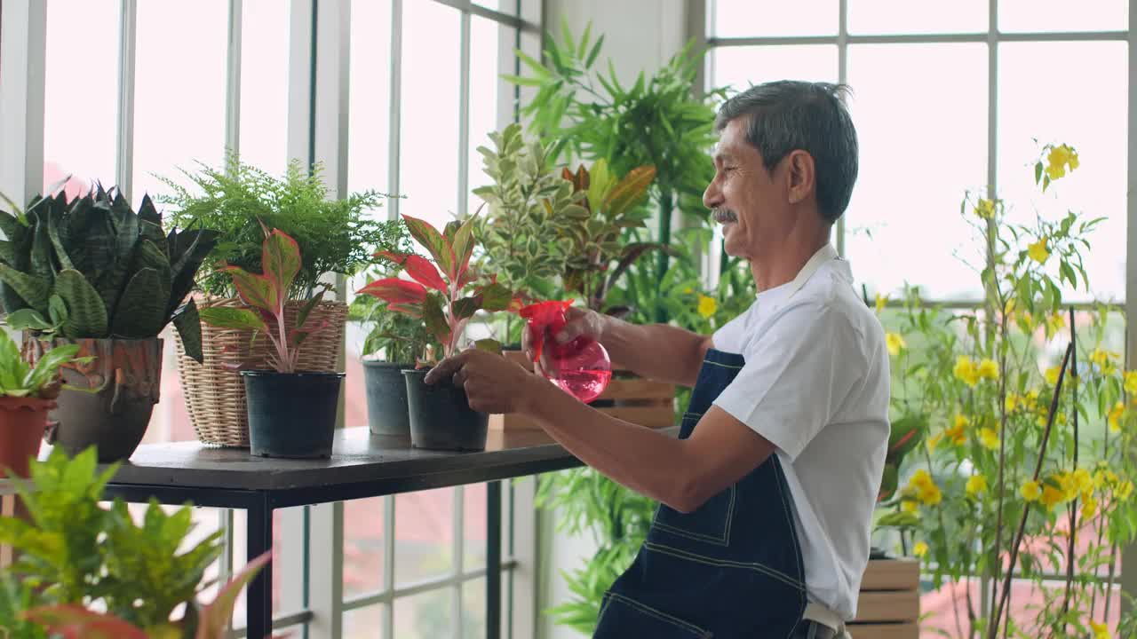 亚洲老人在花园温室给植物浇水