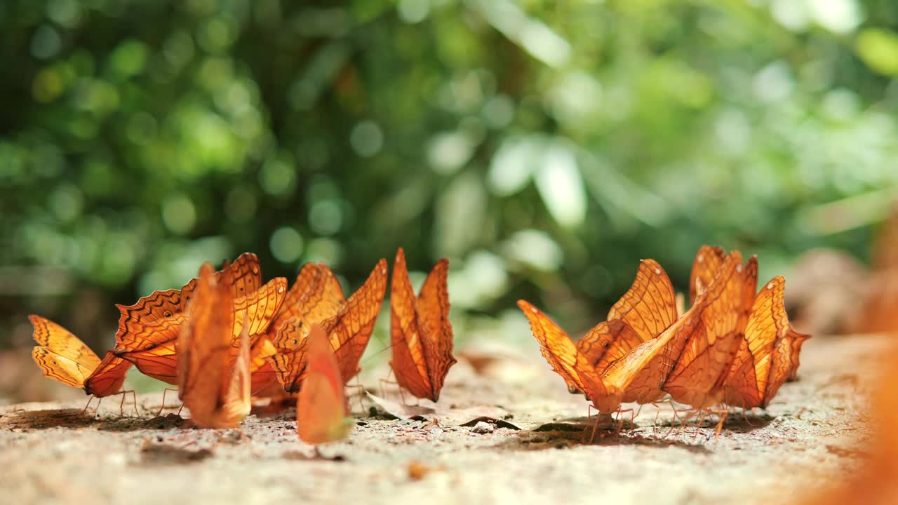一群蝴蝶在自然界的地面上水坑，蝴蝶成群地吃矿物质。