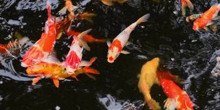 五颜六色的锦鲤在清澈的池塘里游泳。