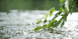特写流水穿过大自然的绿叶