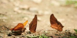 蝴蝶在森林里的地上打滚，成群的蝴蝶吃着矿物质。