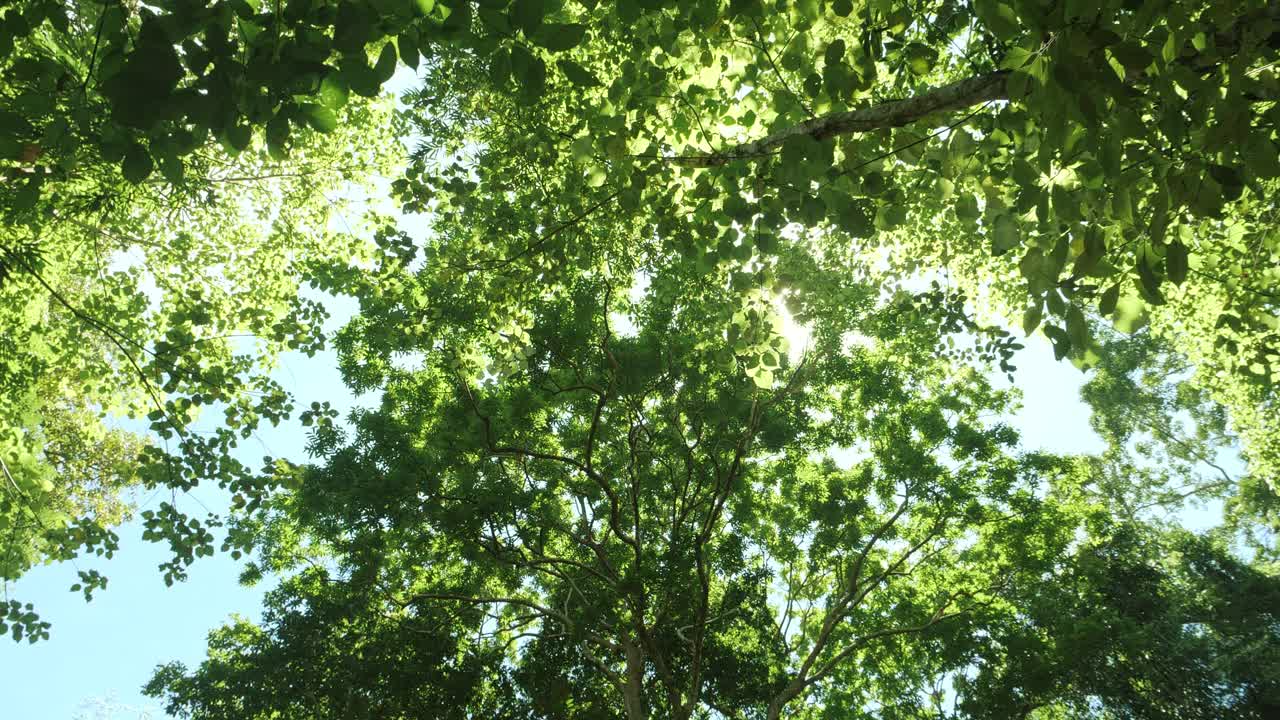透过森林里一棵绿色的树看太阳。阳光穿过树叶。