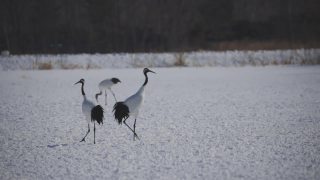 日本北海道东部冬季的钏路丹顶鹤视频素材模板下载